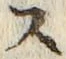 𡨸ス