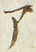 「ア」字