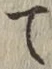 字て