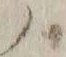 字ハ