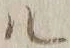 字ル