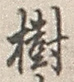 글자 樹