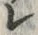 文字レ