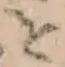 글자 を