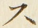 𡨸ス