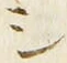 글자 シ