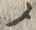 “メ”字