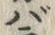𡨸バ