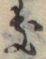 位置定マレル𛀦
