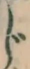 글자 じ