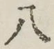 𡨸八