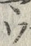 「ウ」字