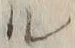 字ル