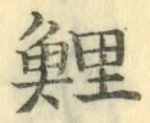字鯉
