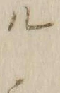 「ル」字