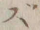 Character ず