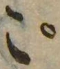 位置 確認된 ご