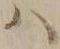 字ハ