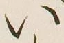 字い