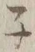 글자 ネ