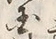 Chữ 国