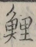 字鯉