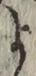 文字 よ