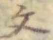 𡨸文