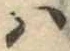 Đã định vị 𛂞