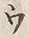 “ウ”字
