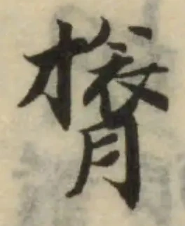 膂の位置