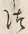 “つ”字