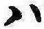 Đã định vị 𛂞