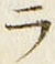 「ラ」字