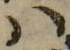 Đã định vị 𛂞