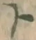 Chữ ト