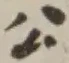 字公