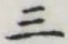 字三
