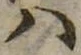 Đã định vị 𛂞