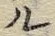 글자 ル