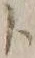 字ト