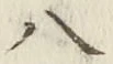 文字八