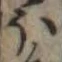 Đã định vị 𛃀