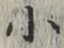 글자 小