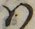 Đã định vị 𛂞