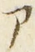 「ア」字