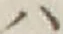 字ハ