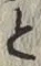 “と”字