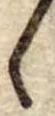 Đã định vị ゝ
