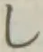 Chữ し